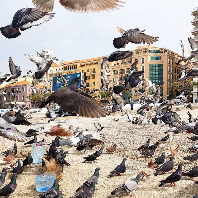 ❤❤🇱🇧🦅🦅 pigeon birds  friendly wings  flying  beirutdowntown ... (Beirut, Lebanon)