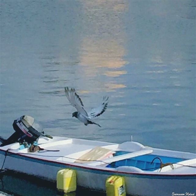  pigeon  flying  boat  sea  freedom  tyr  lebanon ...