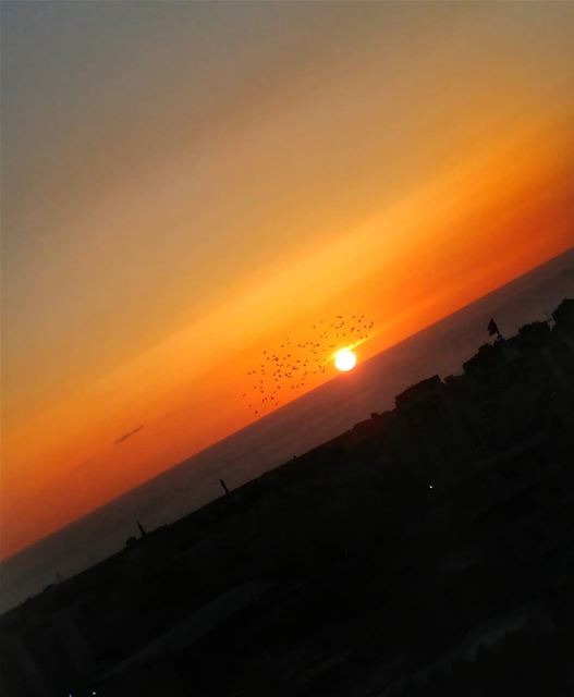 Pigeons at sunset..fly over the sun's eyebrow.. Bidding the day farewell🌇... (Saïda, Al Janub, Lebanon)