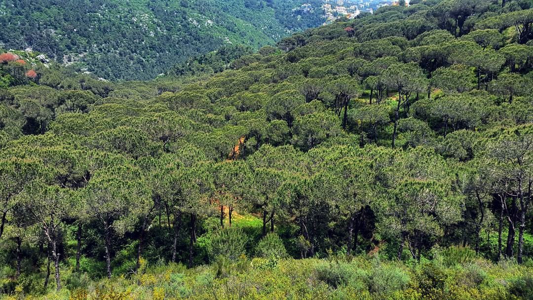 Pine haven ♡  Lebanon  LiveloveLebanon  lebanese  nature  Mountains ... (Brummana)