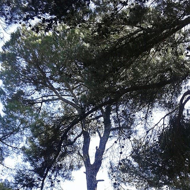 pine nature spring