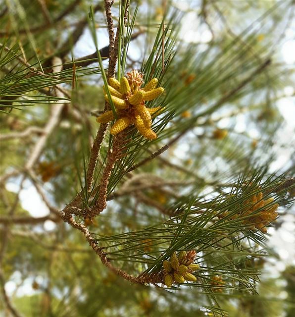 Pine pollen has long benefited plants, animals and humans that come in...