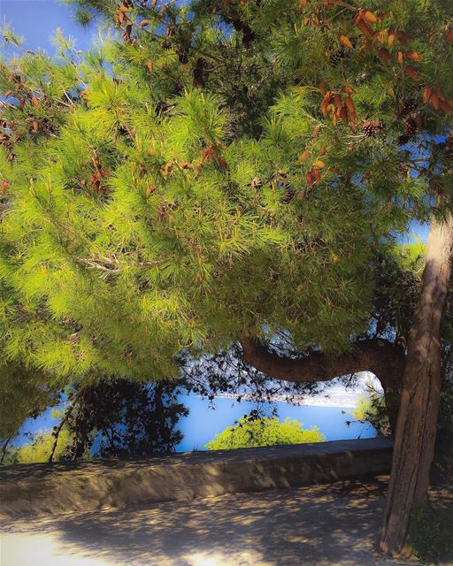 Pine  tree and  cones  nature  sea  landscape  tree_magic  tree_captures ...