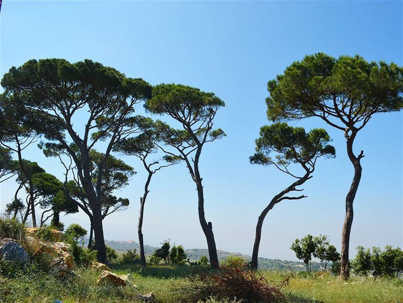 Pine Trees Dancing with the wind! loves_lebanon  super_lebanon  ... (Dahr Maad)