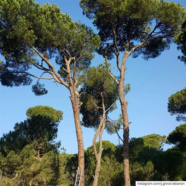  PineHarvest in progress 🌳🌳 To be continued after the storm 👨‍🌾 ⠀⠀⠀⠀⠀⠀⠀