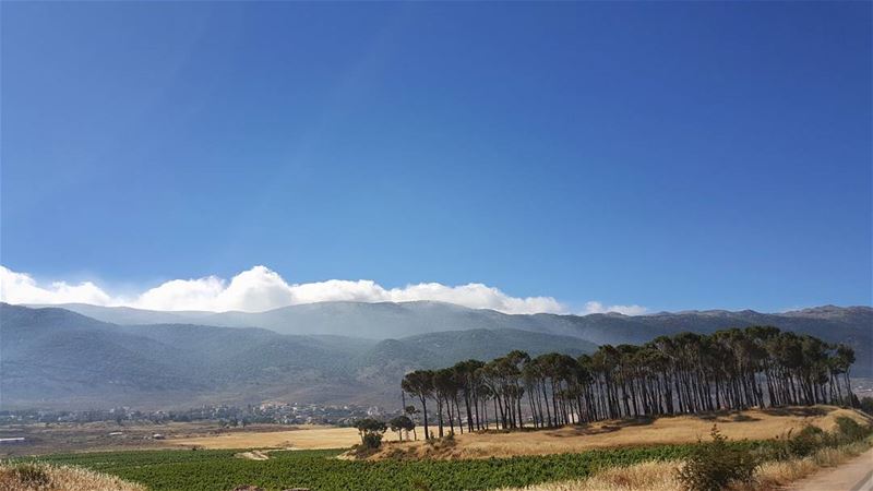 Pines out of nowhere🌳🌳🌳... lebaneseroadtrip  savethetrees ... (West Bekaa)