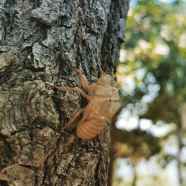  pinetree  cicada  empty  shell  lifecycle  amazing  naturelovers ...
