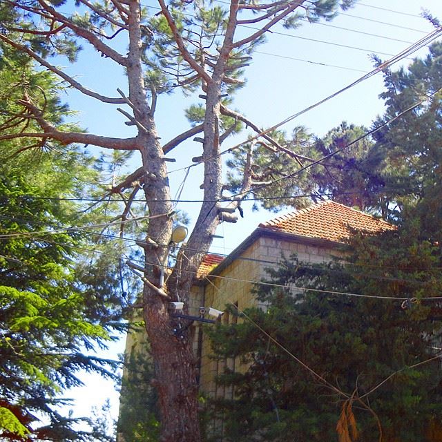 pinetree redbricks oldarchitecture housestonehouse stonehome (Bolonia - Mrouj)