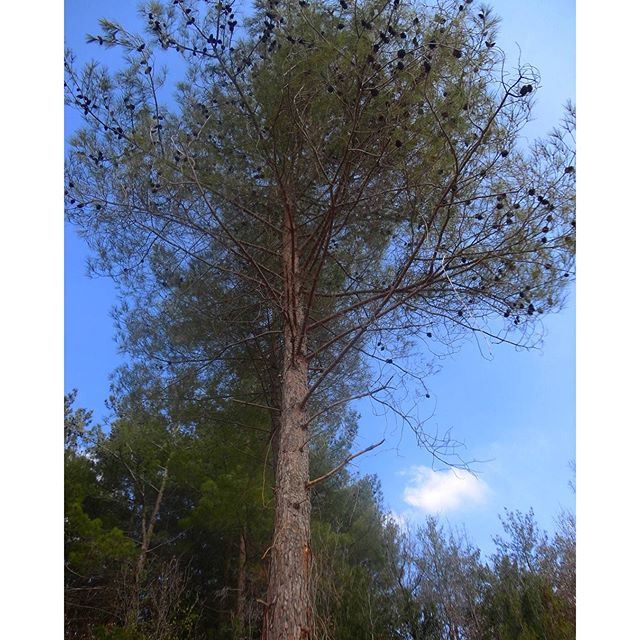 pinetrees alwaysgreen verdures bluesky