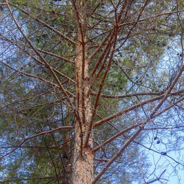 pinetrees alwaysgreen