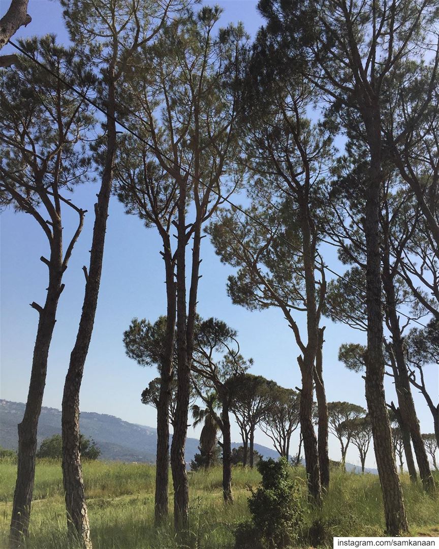  pinetrees  nature  outdoors  microadventure  explore  neverstopexploring ... (Baabdâte, Mont-Liban, Lebanon)
