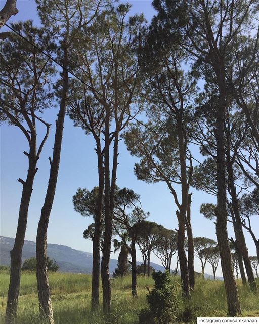  pinetrees  nature  outdoors  microadventure  explore  neverstopexploring ... (Baabdâte, Mont-Liban, Lebanon)