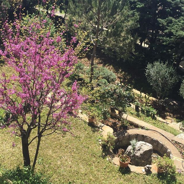 pink blossomed Judas Tree (arbre de Judas) typical of the east...