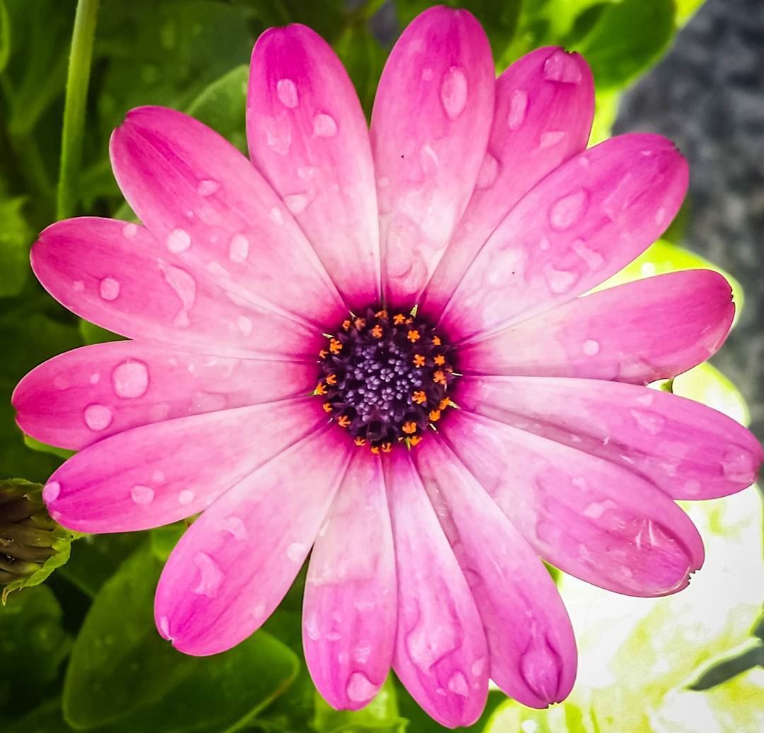  pink  daisy  water  droplets  nature  flower  symetry  spring  time ...