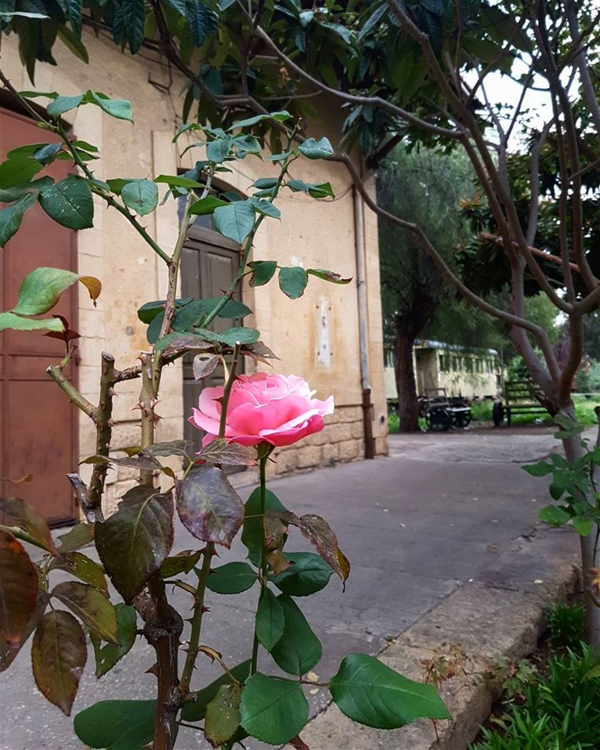 Pink Rose waiting for the Sunday Express... thisislebanon79 ... (Trainstation Mar Mikhaël)