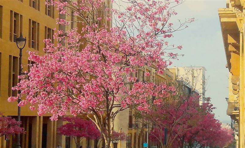 Pinky  Beirut  Beyrouth  Blossom  blossoming  Pinky  LiveLoveBeirut ... (Beirut Down Town)