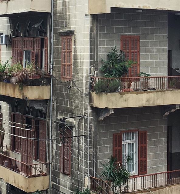 plant a little something 🌱 (Beirut, Lebanon)