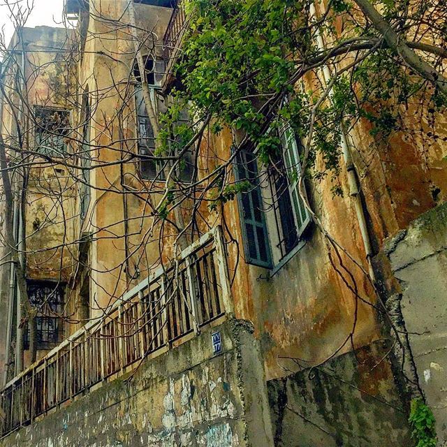 Plant a tree! It adds a hopeful beauty to hopeless spaces🌳... (Achrafieh, Lebanon)