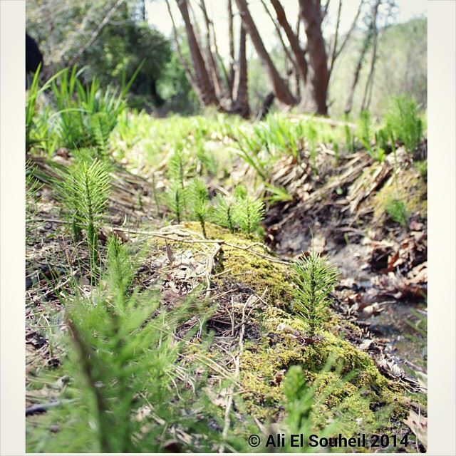  plants  green  nature  forest   lebanon colorful  livelovelebanon ...