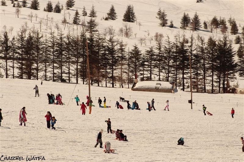 Play is the highest form of research...  travel  travellife   travelphoto ... (Cedars of God)