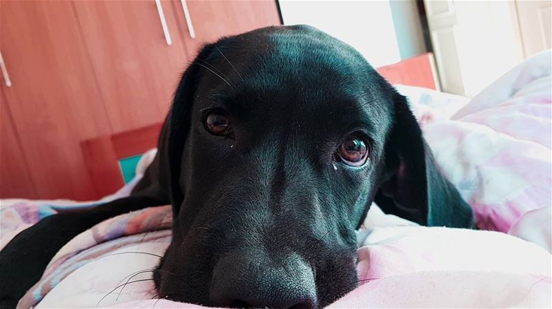 Please don't go.  MorningStruggle 👀❤  EnzoMyBlackLab...... morning...