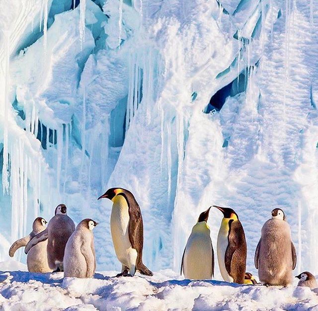 Please Perla bring some penguins with you🤗🐧❄️  penguinlover  penguins... (Antarctica/South_Pole)