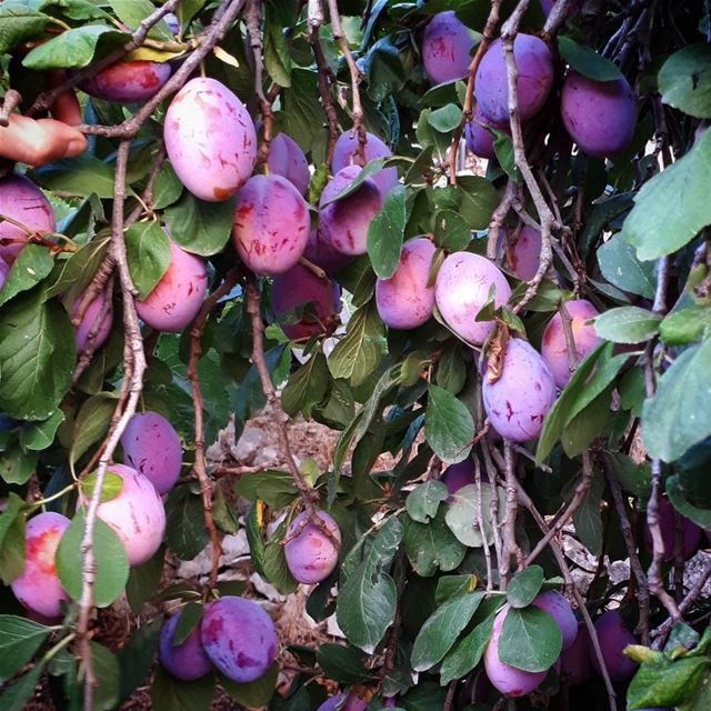  plum  tree 🍇🌳  purplelove  color  garden  village  livelovezeaitre ... (Zaitreh - Nahr Ibrahim)