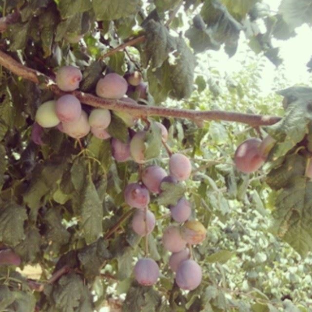 plum trees fruit nature