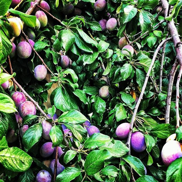 Plums 💜 ... (Feitroun, Mont-Liban, Lebanon)