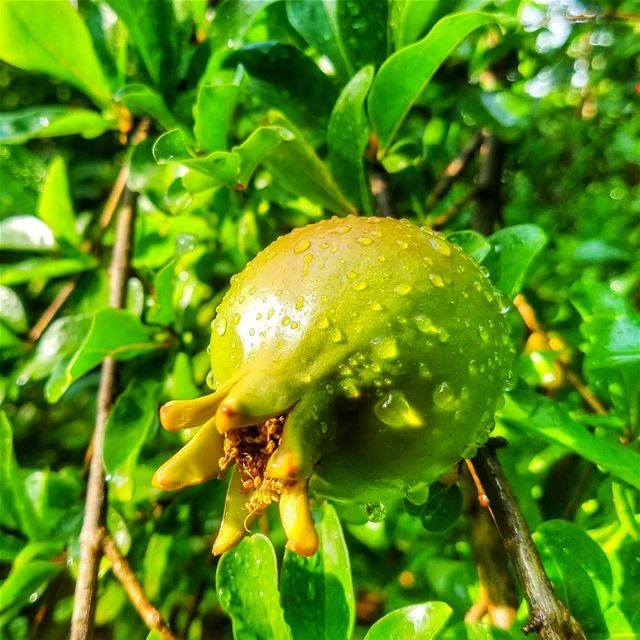 🤗 pomegranate 🌳📷 27/5/2018 IN LEBANON / AKKAR😅😁😎☺😅😄👌...