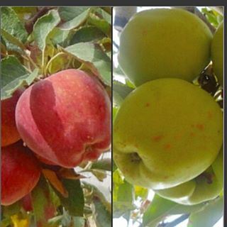 Pomme de reinette et pomme d'api ,tapis tapis rouge (Tarchich)