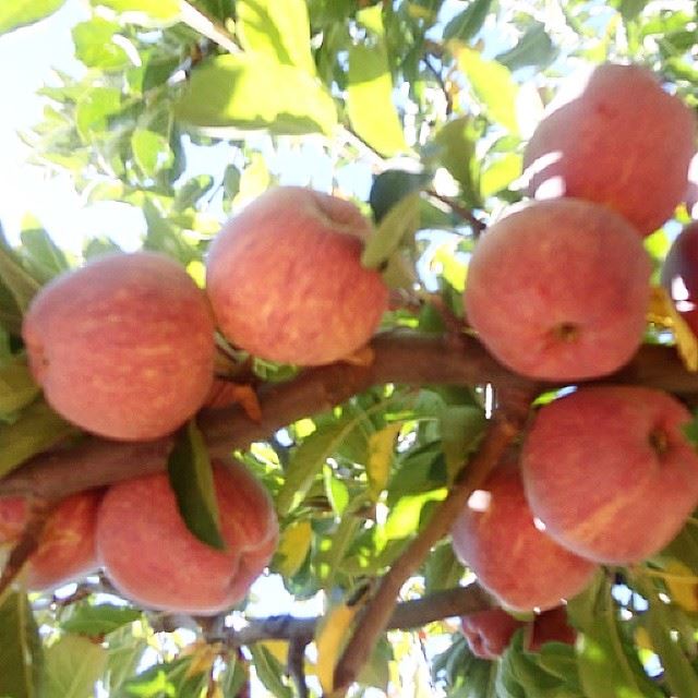 pommes rougered apple treenature