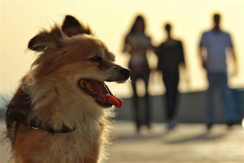 Posing Dog happy  cute  dog  posing  owner  corniche  waterfront  beirut ... (Beirut Waterfront)