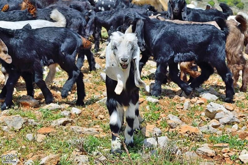 Posing for the camera 😄 🐐 ・・・📸 Credits @youness.chreim  Goat  Happy ...