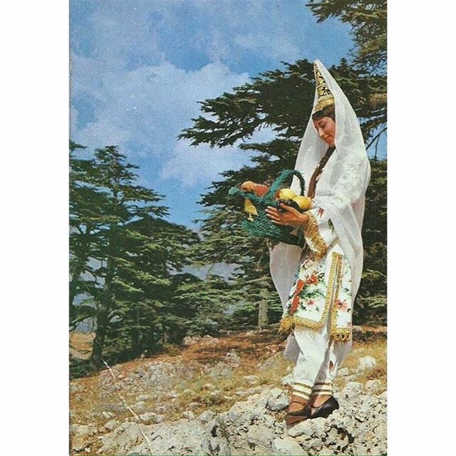 Postcard From The Lebanese Fruit Office