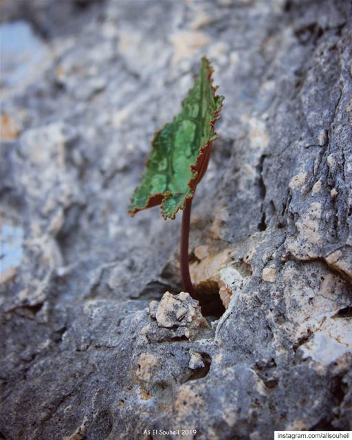 Power  plant  macro  southlebanon  power  hike  discoverearth  instahike ... (Zebquine South Lebanon)