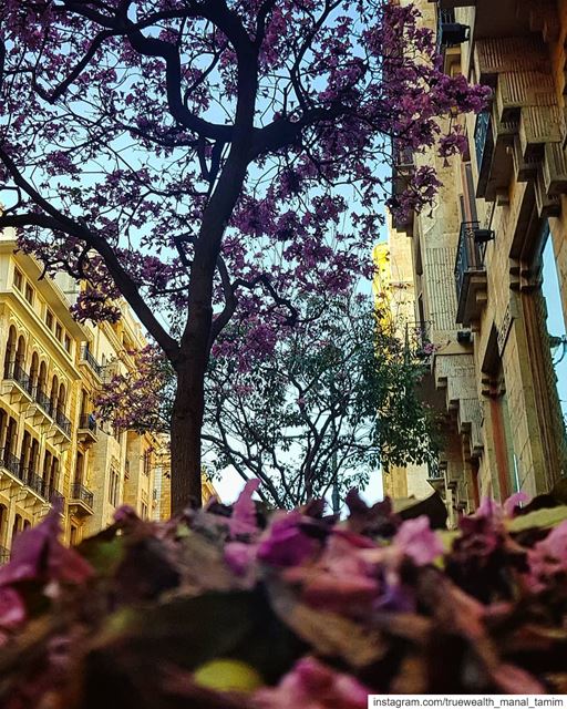 Praise Your Silence°..📍🌸 ....... beirut  running  morningrun ... (Downtown Beirut)