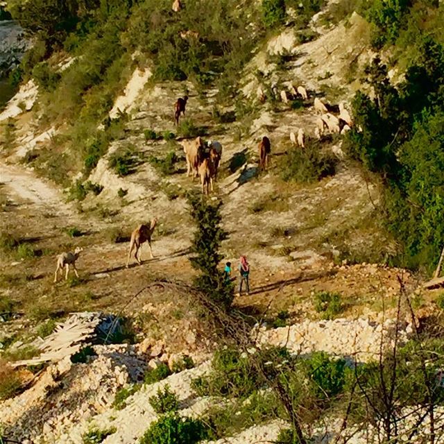 Preconception idea: camels are identify as desert animals... Lebanon is...