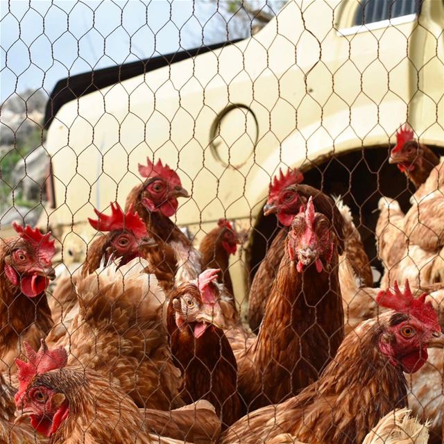 Prenons une photo de groupe pour pâques 🐓🐣☀️•••••••••••••••••••••••••••• (Bekaa Valley)