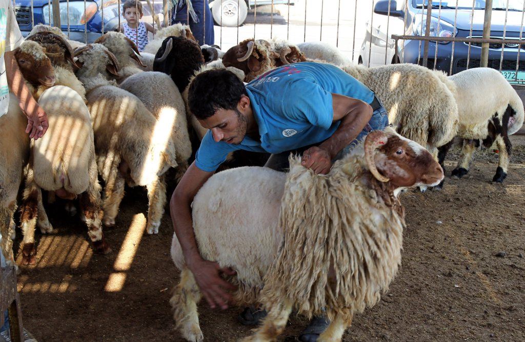 Preparing Sheeps for Eid el Adha