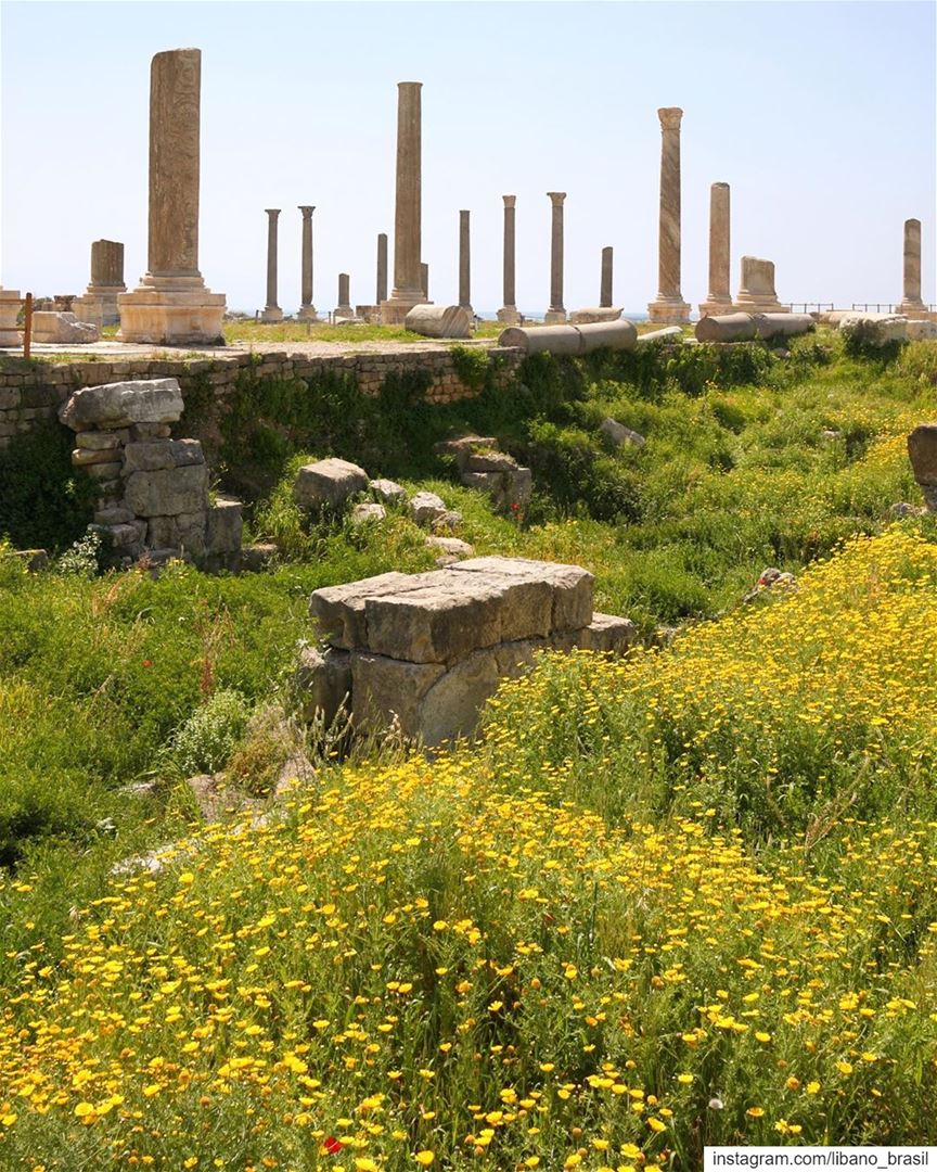 🇱🇧🇧🇷 Primavera colorindo a história e deixando ainda mais bonitos os... (Tyre, Lebanon)