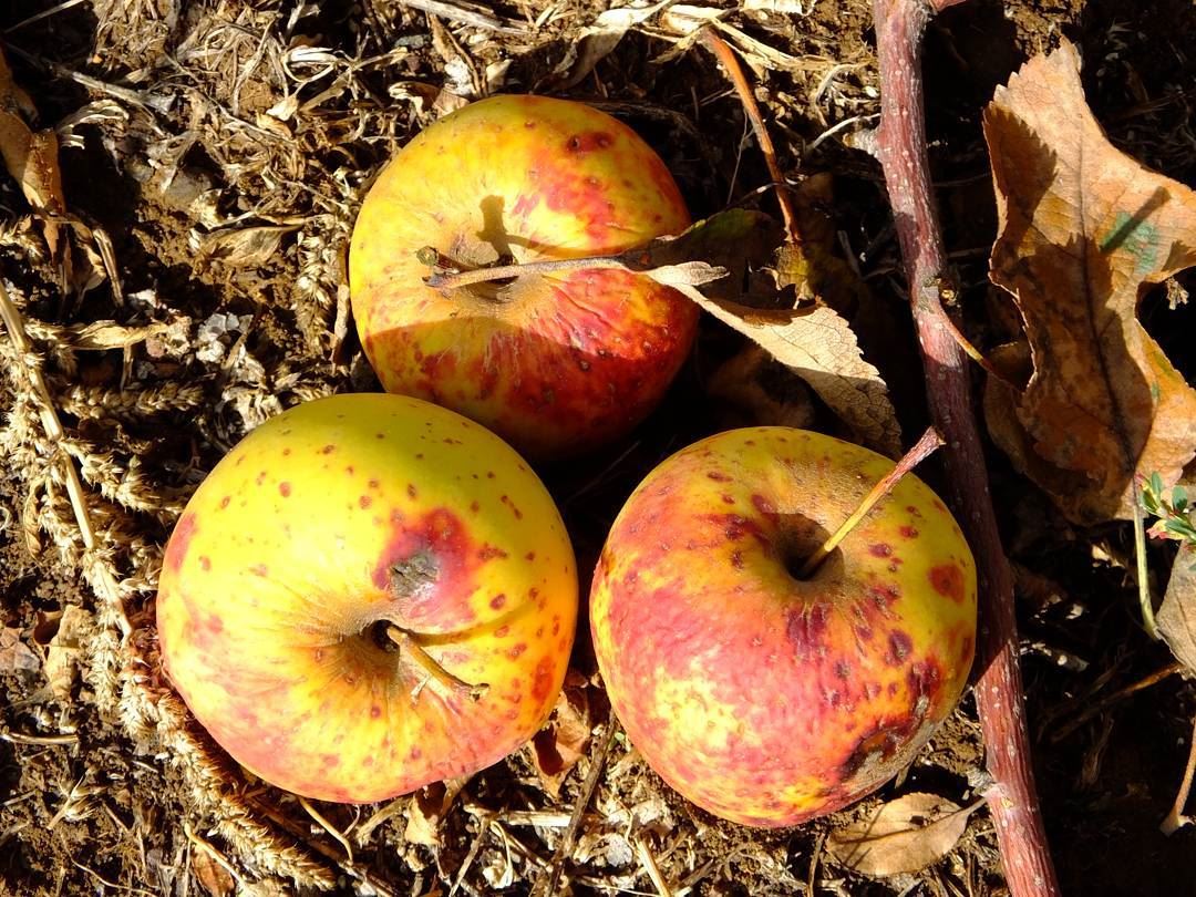  PROMAXSPORTS  apple  applepicking  explorelebanon  outdoorlebanon ...