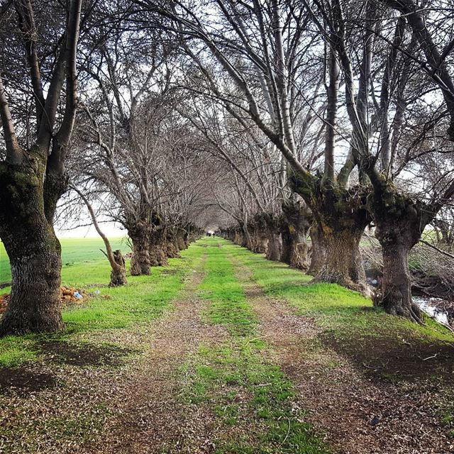  promaxsports  hikinglebanon  mashiya  ammiq  hiking  lfl ... (Western Beqaa District)