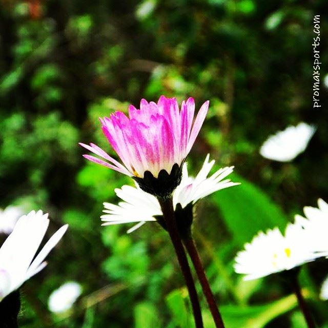  promaxsports  nature  green  outdoor  Lebanon Subscribe. http://www.proma