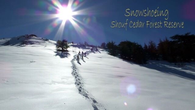  promaxsports  shouf  authenticshouf  choufreserve  baroukcedars ... (Al Shouf Cedar Nature Reserve)