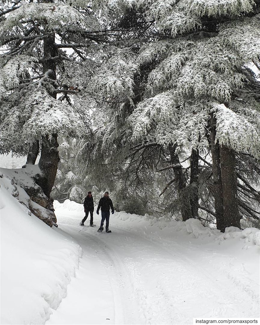 🌲🌲🌲🌲🌲🌲🌲🌲🌲🌲🌲🌲🌲🌲 promaxsports  snowshoeing  ig_lebanon ... (Bâroûk, Mont-Liban, Lebanon)