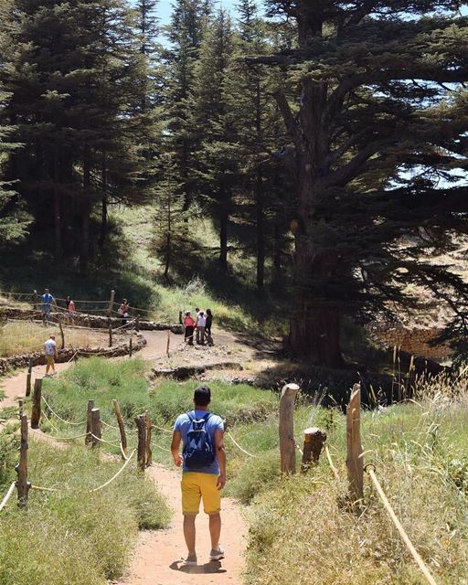 Promenons-nous dans les bois Bcharre  CedarofGod________🇱🇧________... (El Arz, Liban-Nord, Lebanon)