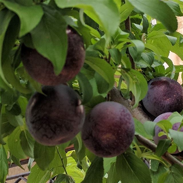  prunes  fruit   freshfruits  garden  mygarden  prunetree   fresh ...