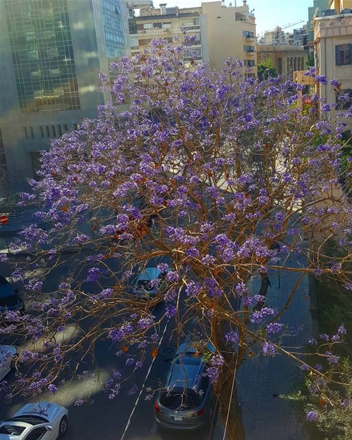 Purple and the city, good afternoon 💜 .......... Lebanon ... (Beirut, Lebanon)