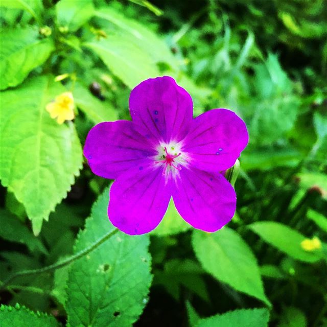  purple  flower  green  plants  nature  naturecolors  flowerstagram  igers... (Beirut, Lebanon)